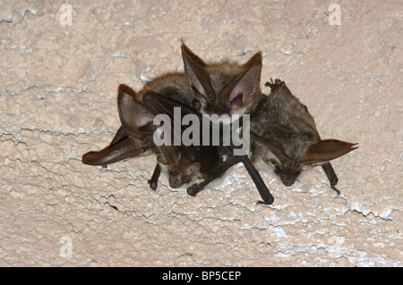 Graue langohrige Fledermaus (Pleocotus Austriacus) Stockfoto
