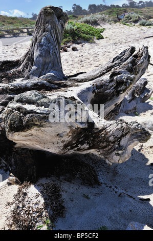 Weitwinkelaufnahme des schönen verwitterte Treibholz am Strand hautnah. Stockfoto