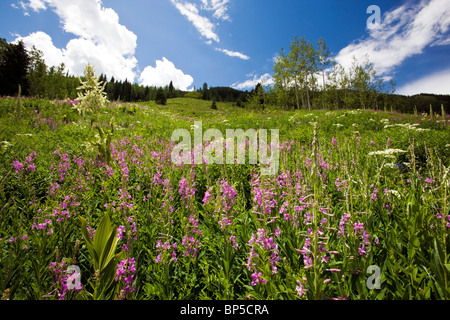 Wilde mehrjährige Lupin (Loveroot) & Mais Lilie, falschen Nieswurz, gotische Straße, im Norden des Crested Butte, Colorado, USA. Elk Mountains Stockfoto