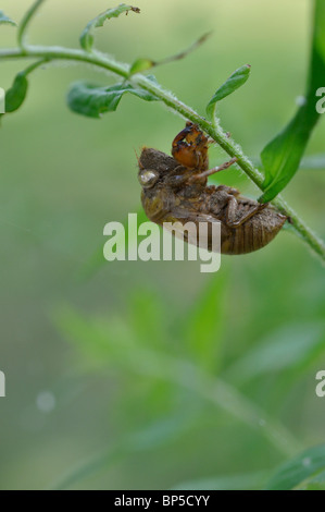 Zikade Haut ausgetrocknet Stockfoto