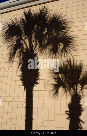 Sabal Palmen Schatten auf Seite des Gebäudes Florida. Stockfoto