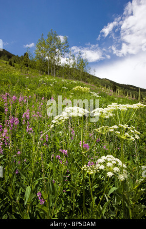 Ligusticum Porteri (Loveroot) Apiaceae (Petersilie Familie) in der Nähe von Gothic Road, Crested Butte, Colorado, USA. Elk Mountains Stockfoto