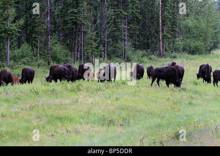 Bison, Büffel Herde in British Columbia, Kanada. Herde im Waldwiese füttern. Stockfoto