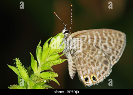 Langs kurz angebundene blauer Schmetterling Stockfoto