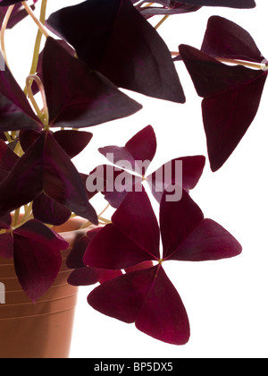 Oxalis triangularis Stockfoto