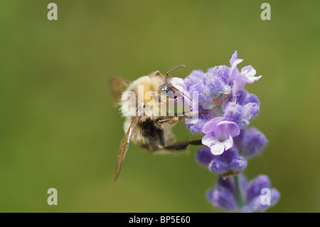 Nahaufnahme einer gemeinsamen Carder Hummel auf englischer Lavendel (Lavandula Angustifolia) Stockfoto