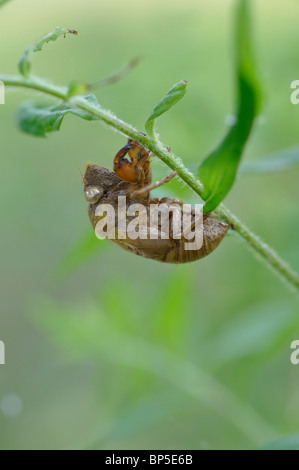 Zikade Haut ausgetrocknet Stockfoto