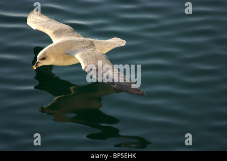 Fulmar (Fulmarus Cyclopoida) fliegen über Svalbard Meere, Arktis, Norwegen Stockfoto