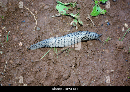 Schnecke (Leopard Slug?) (Limax Maximus)? Stockfoto
