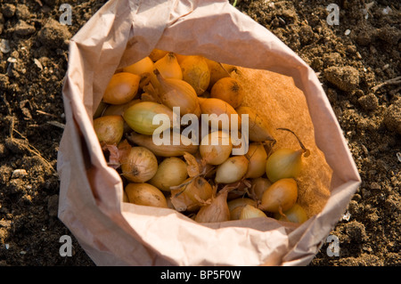 Zwiebel (Allium Cepa) setzt in eine braune Papiertüte auf eine Zuteilung Grundstück gepflanzt werden Stockfoto