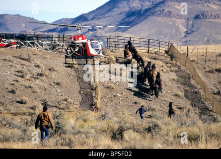 Hubschrauber "Bell BG3" Sammeln von wilden Pferden Stockfoto