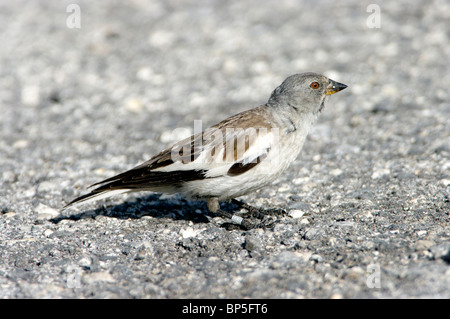 Schnee-Finch (Montifringilla Nivalis) Stockfoto