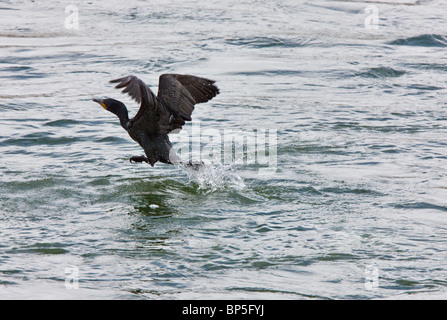 Kormoran im Flug Wasser River Kanada Stockfoto