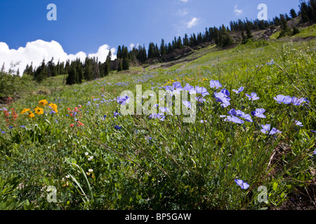 Wild Blue Flox wachsen in der Nähe von Gothic Road, im Norden des Crested Butte, Colorado, USA.  Elk Mountains, weiße National Forest. Stockfoto