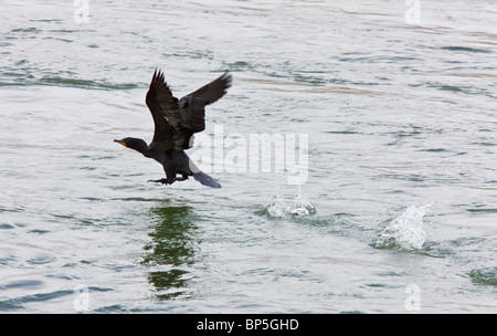 Kormoran im Flug Wasser River Kanada Stockfoto
