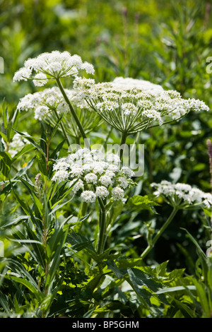 Ligusticum Porteri (Loveroot) Apiaceae (Petersilie Familie) in der Nähe von Gothic Road, Crested Butte, Colorado, USA Stockfoto