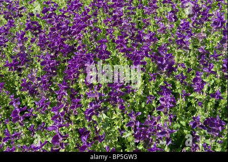 lila Salvia Blumen im englischen Cottage-Garten Stockfoto