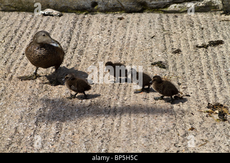 Gemeinsamen Eider, Somateria Mollissima, weibliche Ente mit niedlichen Baby Entenküken. Stockfoto