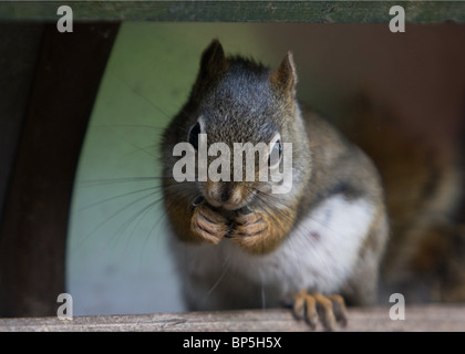 Fliegende Eichhörnchen im Vogelhaus Stockfoto