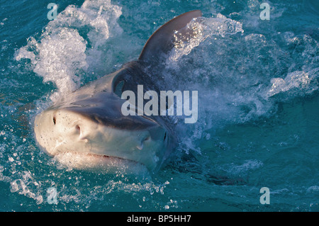 Tiger Shark an der Oberfläche auf den Bahamas Stockfoto