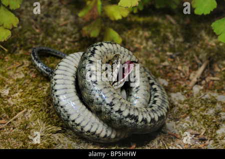 Würfel-Schlange (Natrix Tessellata), Vorgetäuschter Tod, Griechenland, Creta, Griechenland Stockfoto