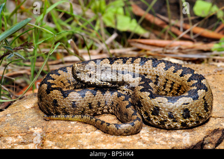 stupsnasige Viper, Latastes Viper (Vipera Latastei), Juvenile, Spanien, Burgos Stockfoto