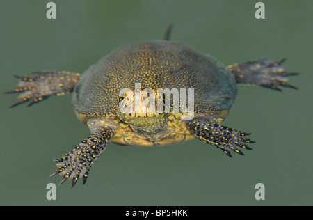 Europäische Sumpfschildkröte, Europäische Sumpfschildkröte, europäischer Teich Schildkröte (Emys Orbicularis), Schwimmen, Griechenland, Peloponnes, Kaiaffa Stockfoto