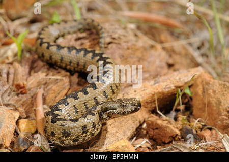 stupsnasige Viper Latastes Viper (Vipera Latastei), frisch geschlüpft Latastes Viper, Spanien, Burgos Stockfoto