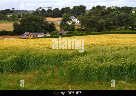 Bereich der Gerste auf dem South Devon Land winken Stockfoto
