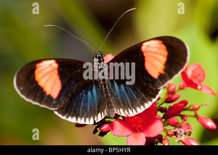 Roten Postbote kleine Postbote Red Passion Blume Schmetterling Crimson gepatcht Longwing (Heliconius Erato Cyrbia) Stockfoto