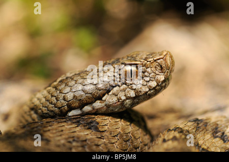 ASP Viper, Aspik Viper (Vipera Aspis), Porträt, Spanien, Pyrenäen, Ordesa Nationalpark Stockfoto