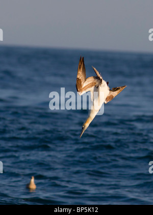 Gannet Sula Bassana Tauchen in das Meer für Lebensmittel Dorset UK Stockfoto