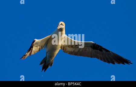 Gannet Sula Bassana im Flug zu tauchen Sie auf der Suche nach Nahrung vor einem blauen Himmel Dorset UK Stockfoto