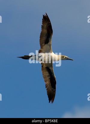 Gannet Sula Bassana im Flug zu tauchen Sie auf der Suche nach Nahrung vor einem blauen Himmel Dorset UK Stockfoto