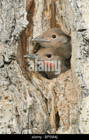 Rot - shafted Flimmern Küken und erwachsenen Peering aus deren Schachtelung Hohlraum Aspen Tree Colaptes auratus British Columbia Kanada Stockfoto