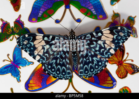 Cracker Schmetterling (Hamadryas Amphinome) Stockfoto