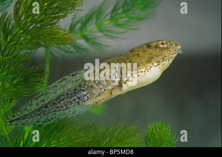 Green Frog Kaulquappe (Rana Clamitans) mit Rute und Bein-Entwicklung, E USA Stockfoto