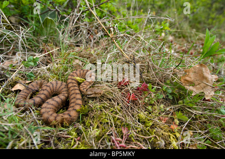 ASP Viper, Aspik Viper (Vipera Aspis), im Lebensraum, der Schweiz, Jura, Neuenburger See Stockfoto