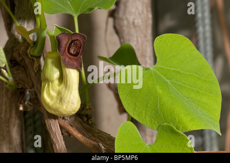 Chinesische Aristolochia, Guan Mu Tong (Aristolochia Manshuriensis), Blume und Blatt. Stockfoto