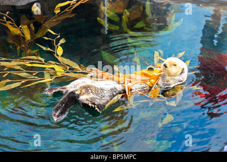 Alaska-Seeotter in das Oceanario, Lissabon, Portugal, Enhydra lutris Stockfoto