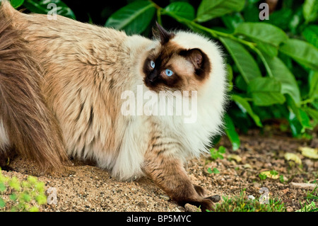 Katzen Ragdolls Felis catus Stockfoto