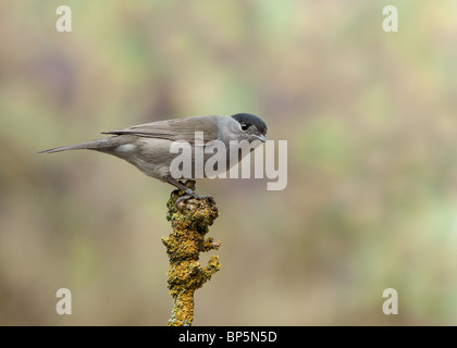 Eine männliche Mönchsgrasmücke - Sylvia Atricapilla, thront auf einem Zweig. Stockfoto