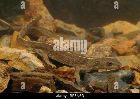 Pyrenäen-Berg Newt (Calotriton Asper, Euproctus Asper), in einem Bach, Katalonia, Pyrenäen, Spanien, Ordesa Nationalpark Stockfoto