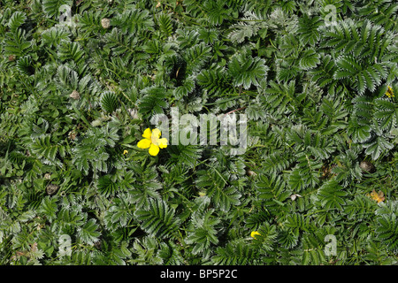 Ein Teppich aus Silverweed Pflanzen (Potentilla heisses) einige Blüte auf der Dorset coast Stockfoto