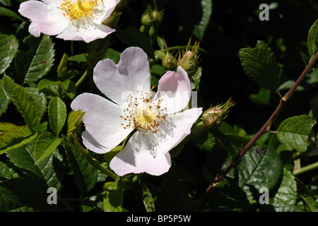 Hundsrose (Rosa Canina) Blumen Stockfoto