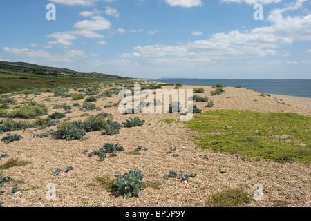 Seekohl und anderer Vegetation wachsen in Schindel auf Chesil Beach, Dorset Stockfoto