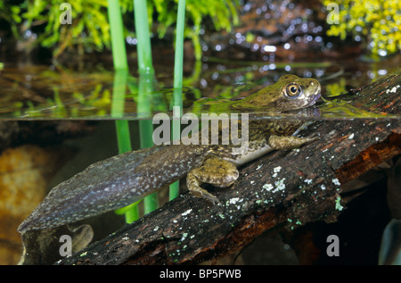 Green Frog Erwachsene noch mit Schweif Rana Clamitans östlichen Nordamerika Stockfoto