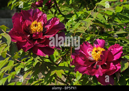 Japanische Baum Pfingstrose (Paeonia Suffruticosa Negricans), zwei Blumen. Stockfoto