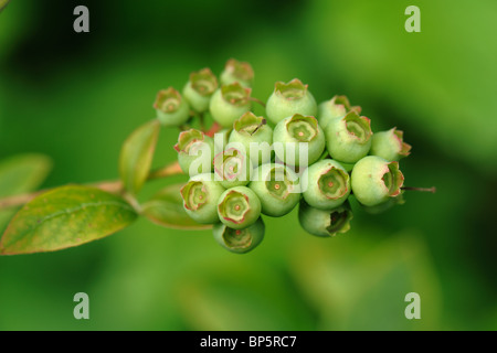 Grüne unreife Blaubeeren Beeren auf den Busch Stockfoto