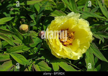 Baum Pfingstrose (Paeonia lutea-Hybriden High Noon) blühen. Stockfoto